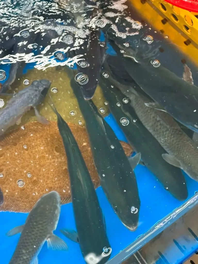 Live fish tanks at Millak Raw Fish Center filled with fresh local seafood